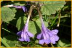 Ground Ivy