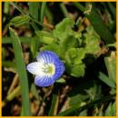 Germander Speedwell