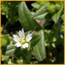 Mouse-ear Chickweed