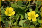 Yellow Wood Sorel