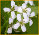 Pennsylvania Bittercress