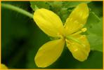 Celendine