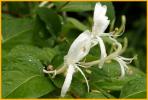 Japanese Honeysuckle
