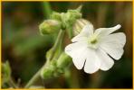White Campion