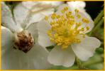 Thimbleberry