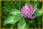 Red Clover