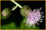 Canada Thistle