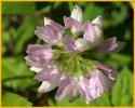 Crown-vetch