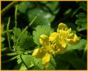 Celandine