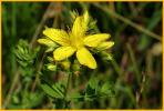 Common St.-John's-wort
