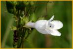 Foxglove Beardtongue