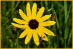 Black-eyed Susan with Bug