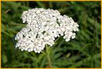 Yarrow