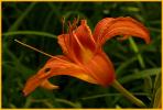 Daylily
