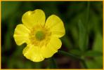 Common Buttercup