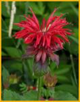 Beebalm