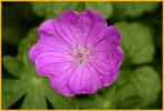 Wild Geranium