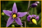 Climbing Nightshade