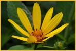 Oxeye