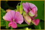 Butterfly Pea