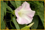 Hedge Bindweed