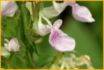Canada Germander