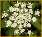 Queen Anne's Lace