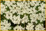 Queen Anne's Lace