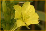 Common Evening-primrose