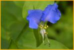 Asiatic Dayflower