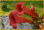 Trumpet Vine