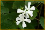 Biennial Beeblossom