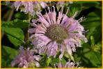 Wild Bergamot
