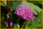 New York Ironweed