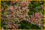 Trumpetweed
