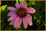 Eastern Purple Coneflower