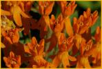 Butterfly Weed