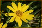 Jerusalem Artichoke