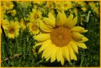 Giant Sunflower