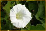 Common Morning Glory