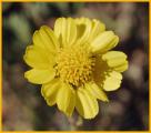 Little Sunflower