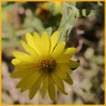 Stiff Sunflower