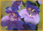Toadflax Penstemon