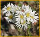 Engelmann's Aster