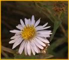 Spreading Fleabane (Pink)