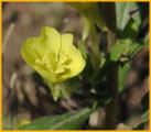 Western Primrose