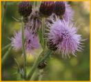 Wavyleaf Thistle