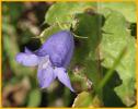 Mountain Harebell