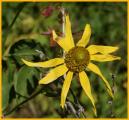 Cutleaf coneflower