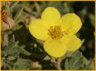 Bushy Cinquefoil